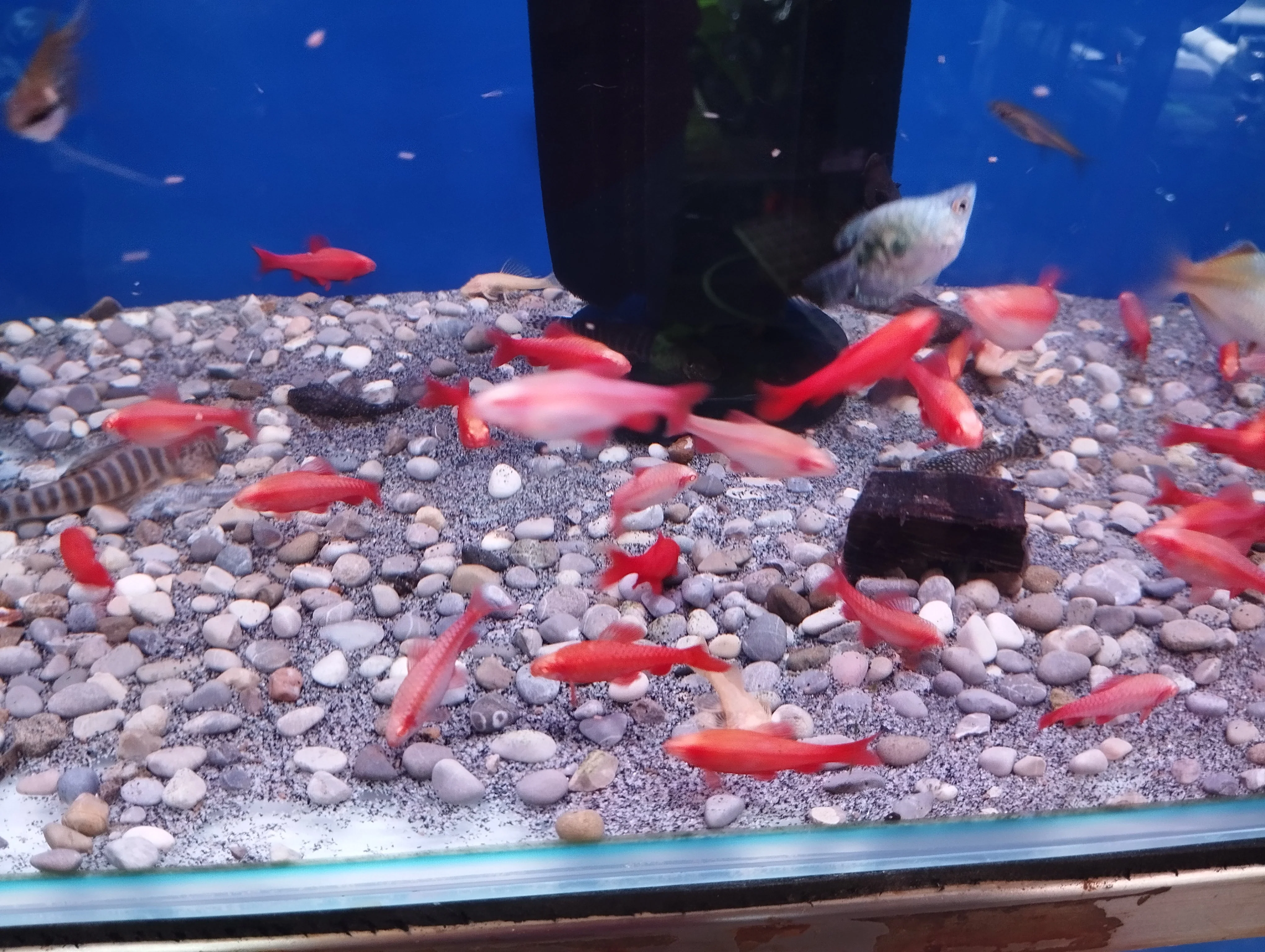 Albino Cherry Barb - Image 3