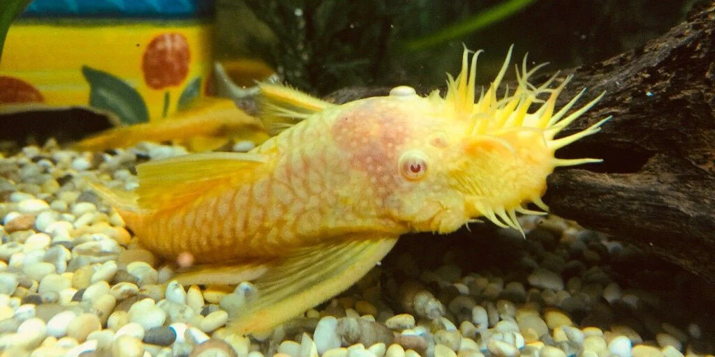 Albino Bristlenose Pleco