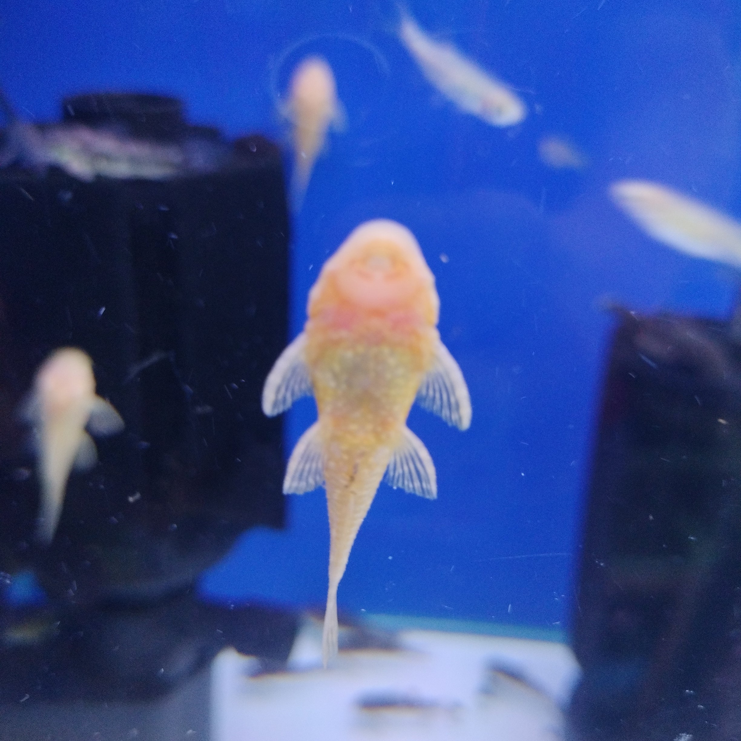 Albino Bristlenose Pleco - Image 2