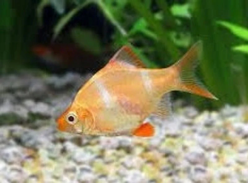 Albino Tiger Barb