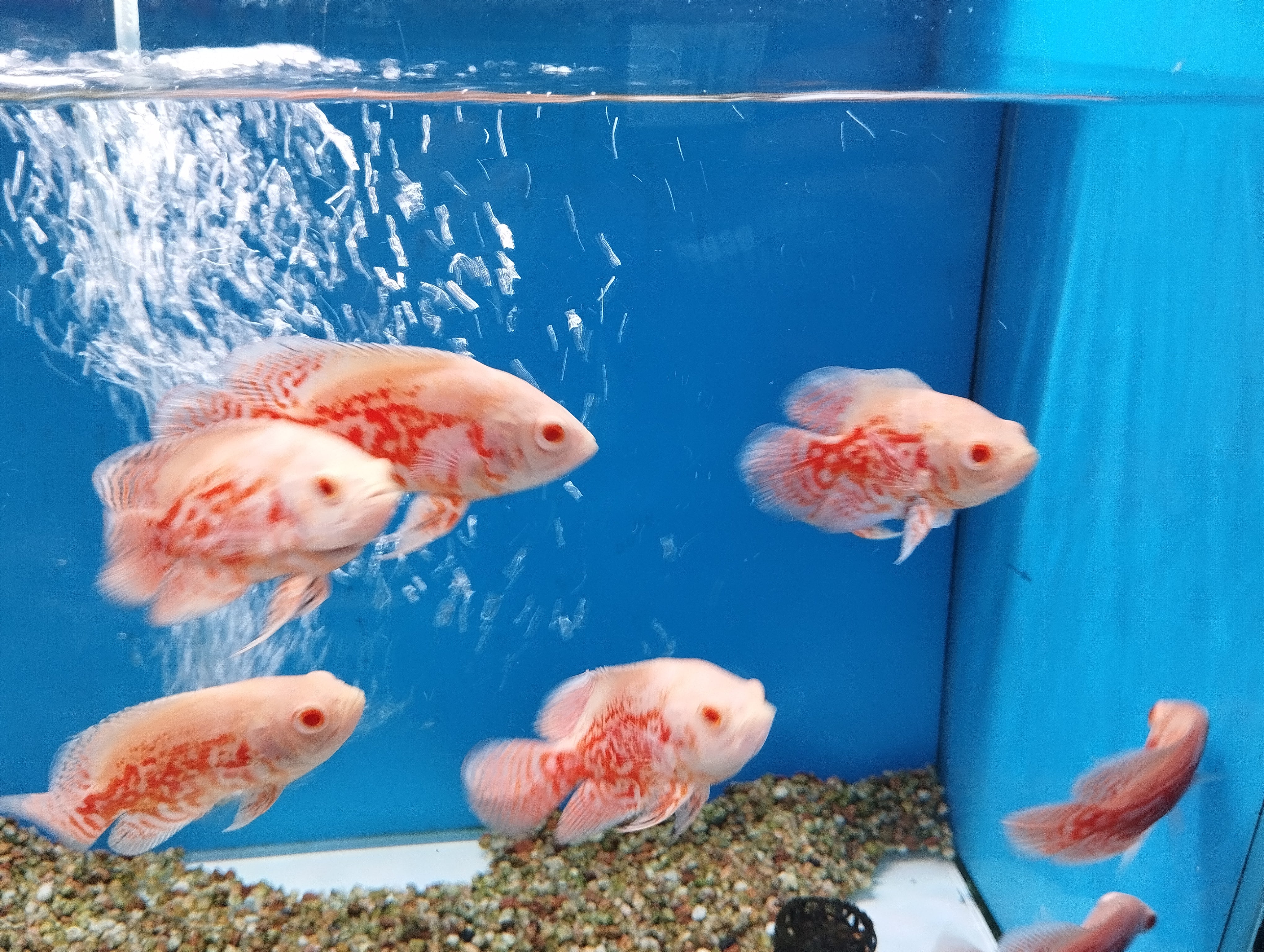 Albino Tiger Oscars - Image 2
