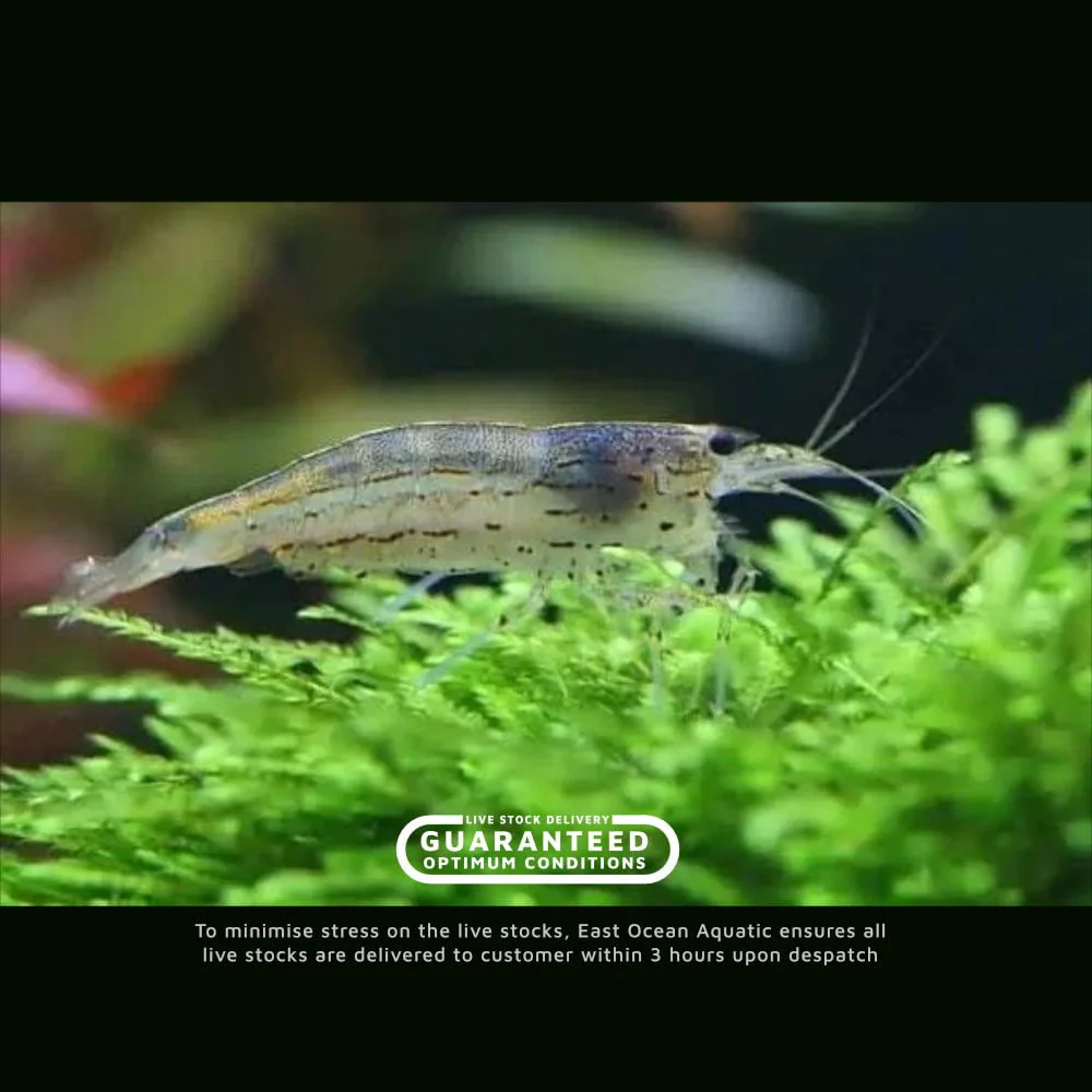 Amano Shrimp