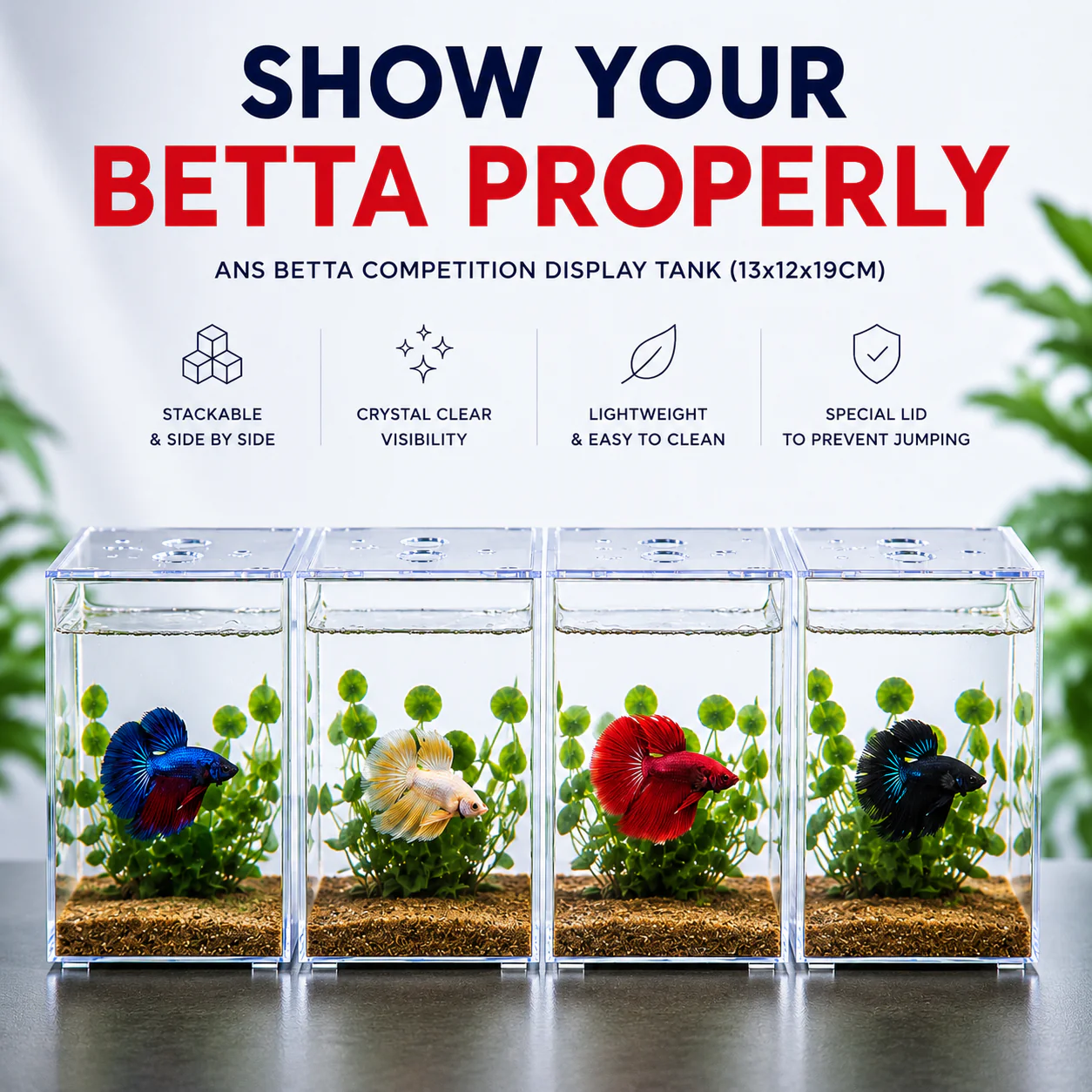 ANS Betta Competition Display Tank 13x12x19cm - Image 2