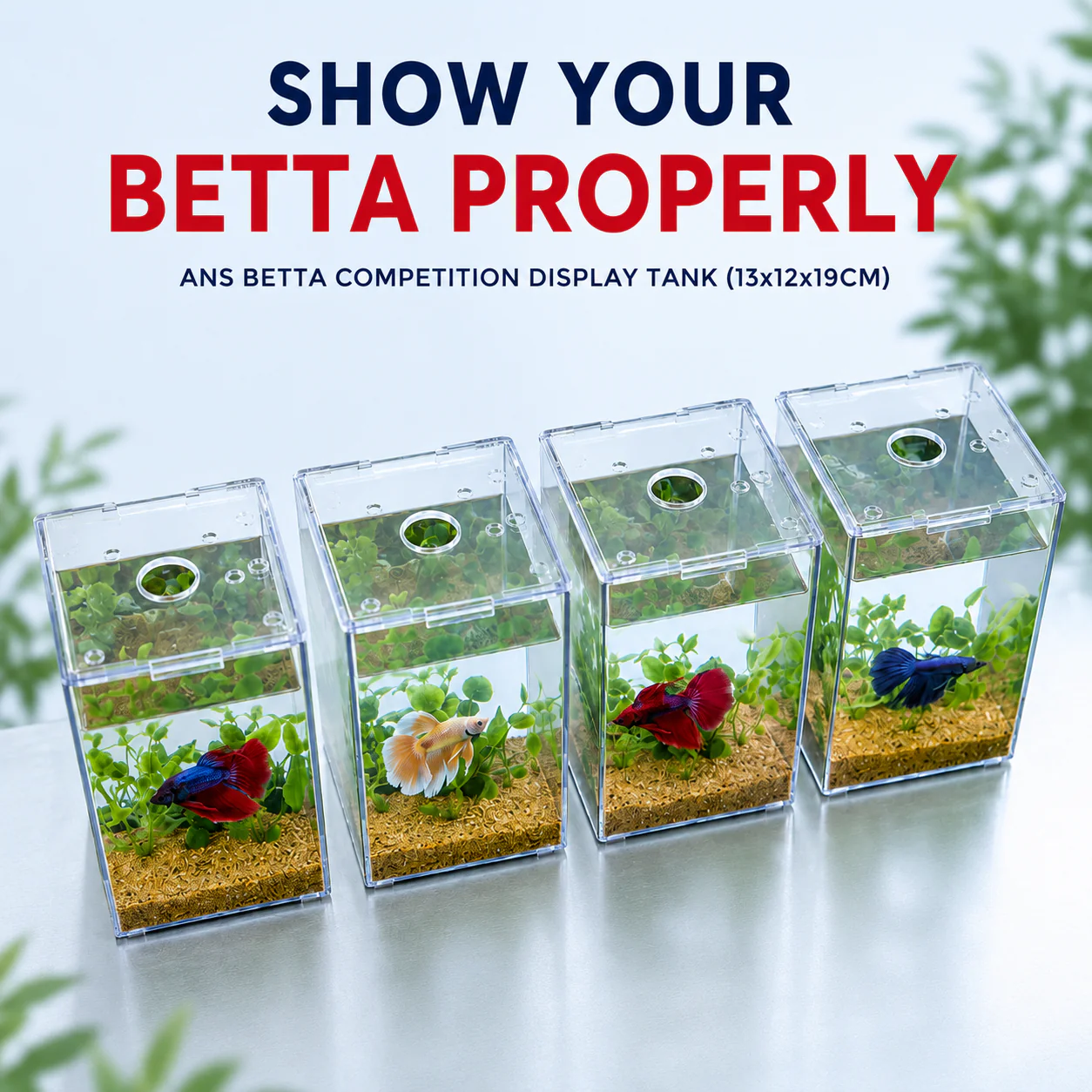 ANS Betta Competition Display Tank 13x12x19cm - Image 4