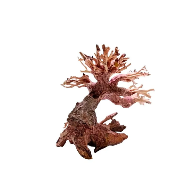 ANS Bonsai Tree 17 (SSS / SS / MS / L/ XXL) - Image 2