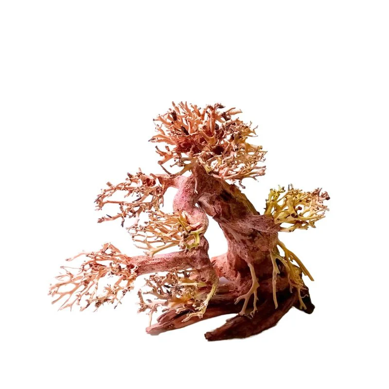 ANS Bonsai Tree 17 (SSS / SS / MS / L/ XXL) - Image 4
