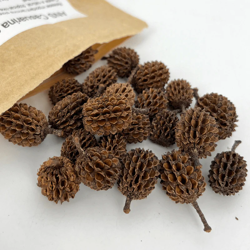 ANS Casuarina Cones Aquarium | Lower pH Tannins |
