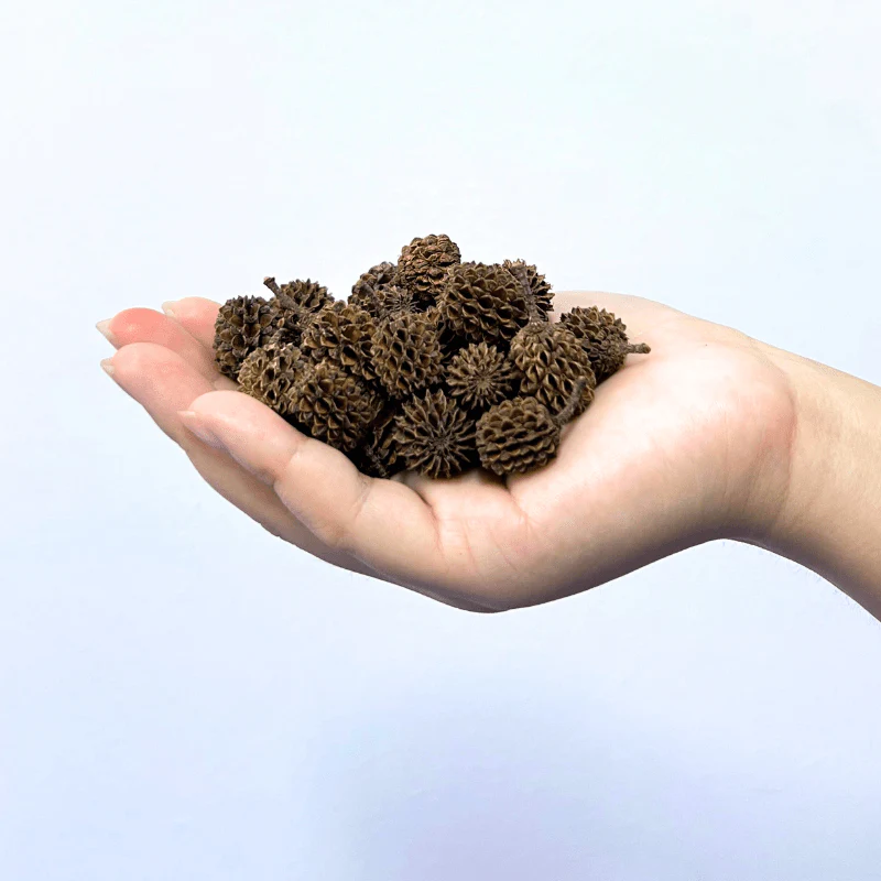 ANS Casuarina Cones Aquarium | Lower pH Tannins | - Image 3