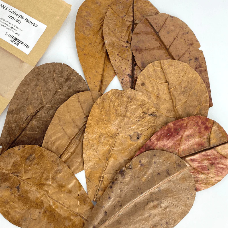 ANS Catappa Leaves | Indian Almond Leaves - Image 3