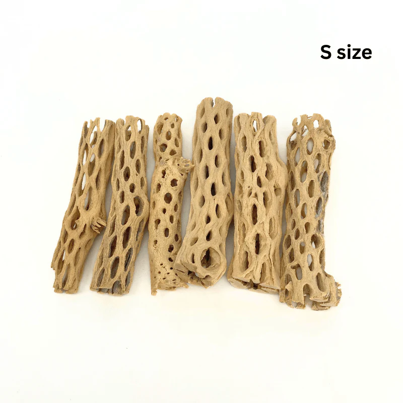 ANS Cholla Wood S/M (shrimp wood) - Image 4