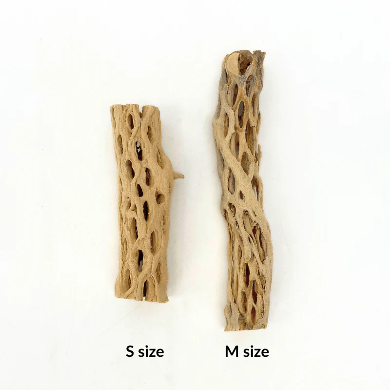 ANS Cholla Wood S/M (shrimp wood) - Image 5