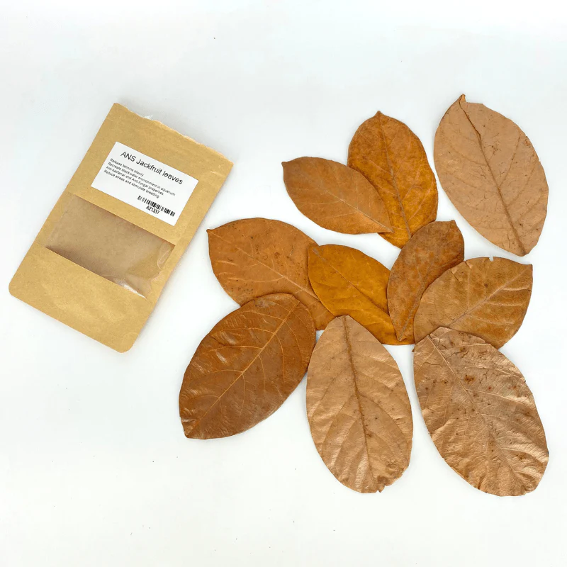 ANS Jackfruit Leaves