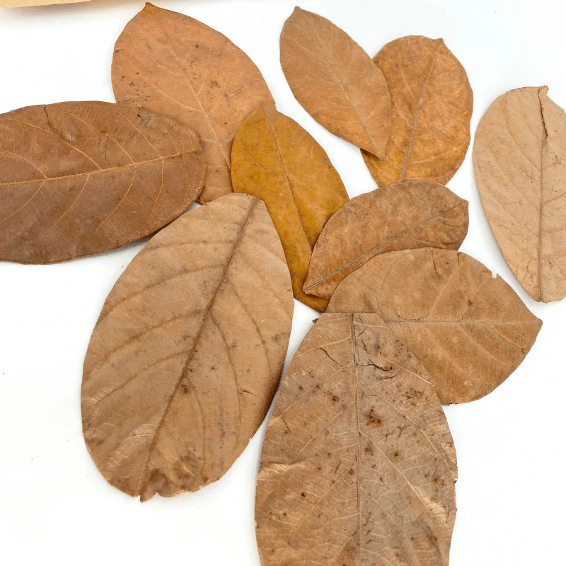ANS Jackfruit Leaves - Image 4