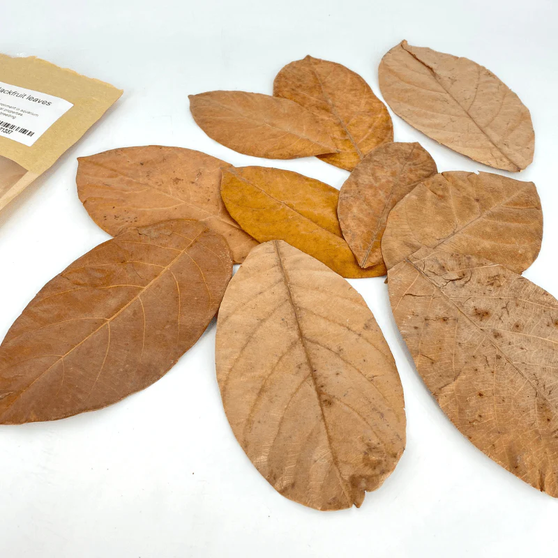 ANS Jackfruit Leaves - Image 6