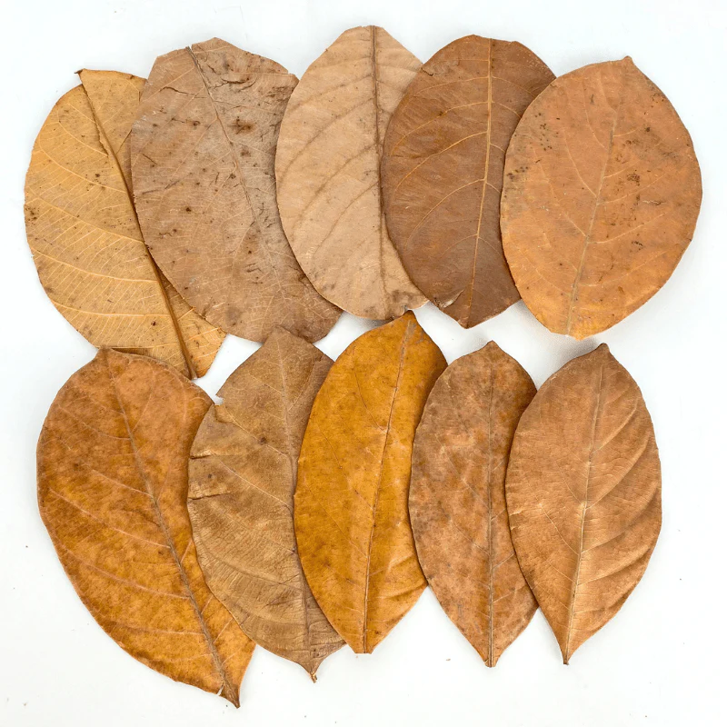 ANS Jackfruit Leaves - Image 7