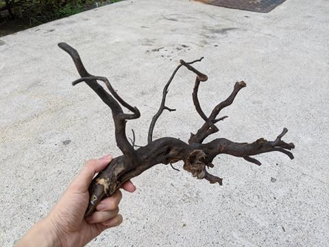 ANS Kusri Driftwood (Random Pick) - Image 10