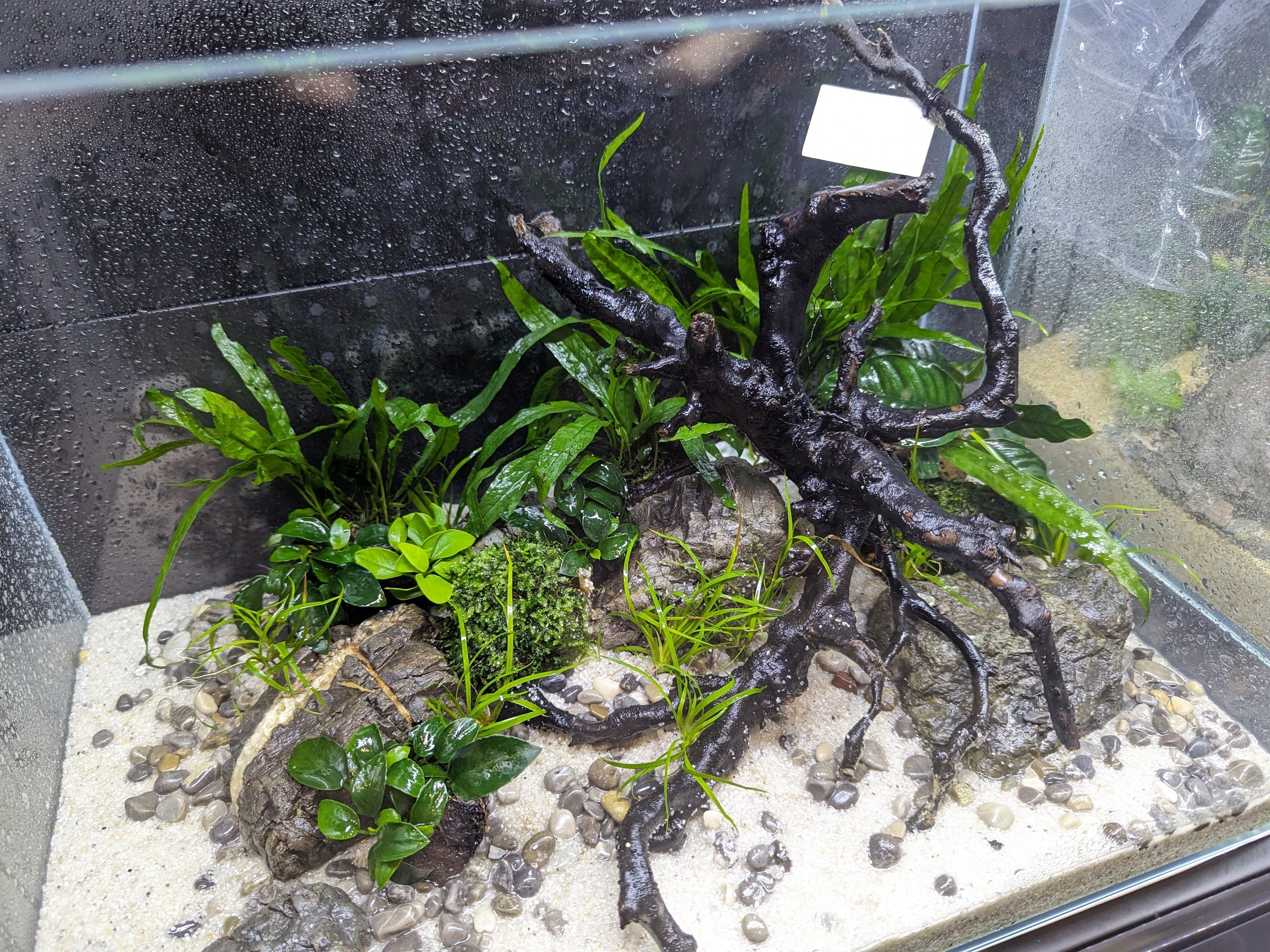 ANS Kusri Driftwood (Random Pick) - Image 3