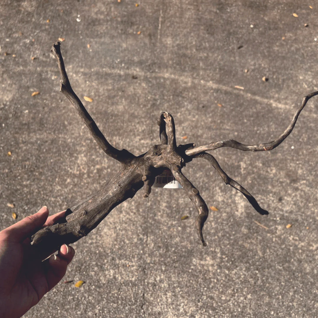 ANS Kusri Driftwood (Random Pick) - Image 4