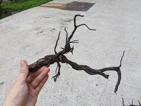 ANS Kusri Driftwood (Random Pick) - Image 5