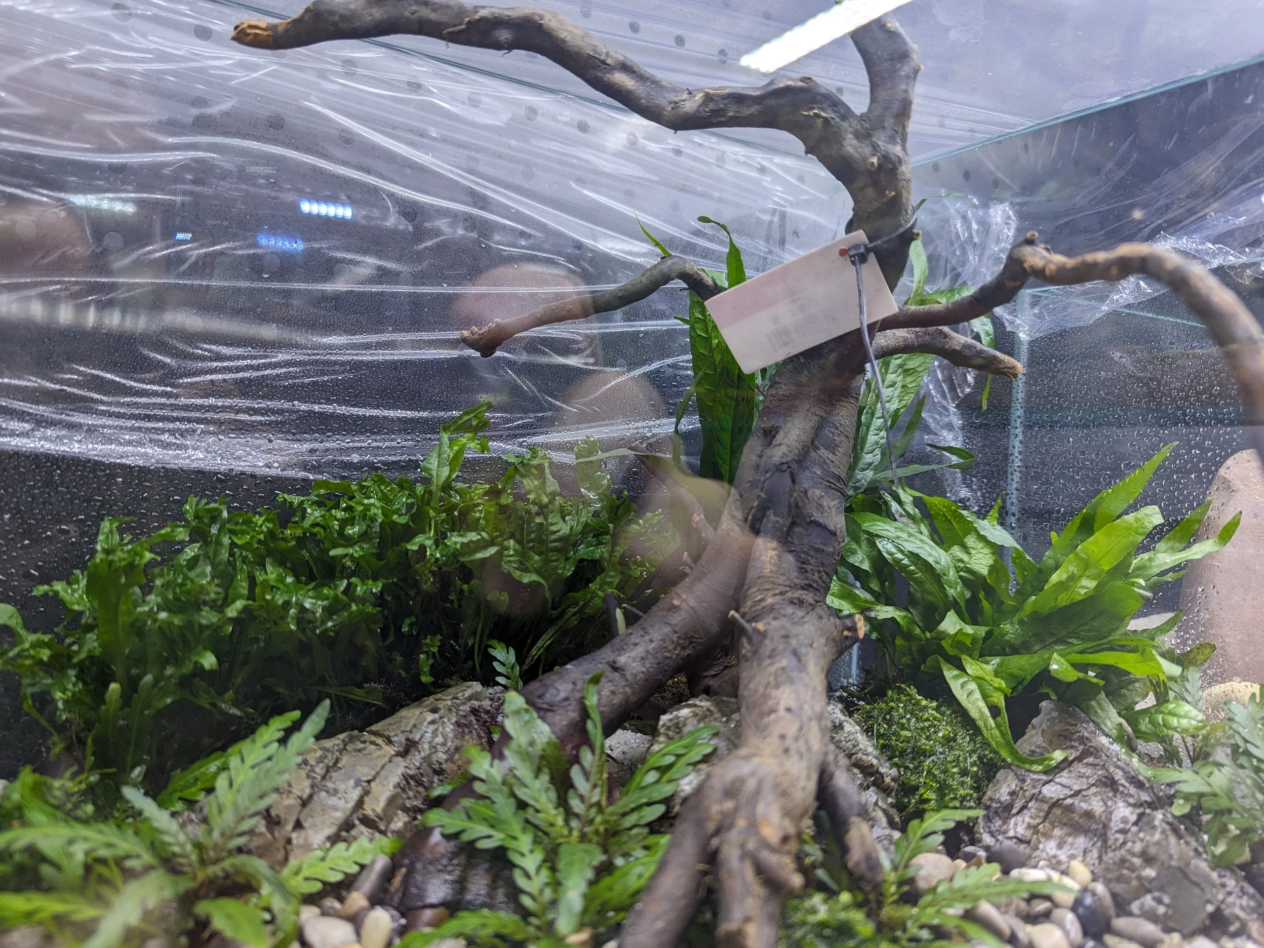 ANS Kusri Driftwood (Random Pick) - Image 7