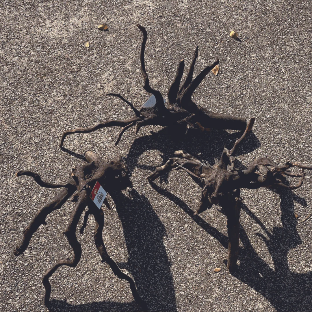 ANS Kusri Driftwood (Random Pick) - Image 9