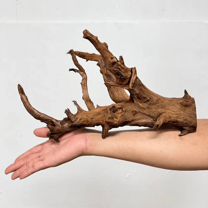 ANS Malayan Aquascape Driftwood M (30-38cm) - Image 6
