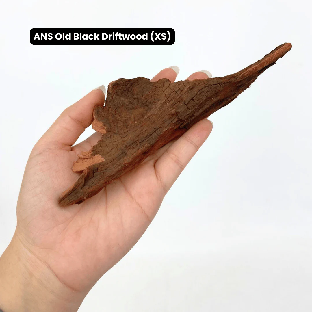 ANS Old Black Driftwood (Various size) - Image 10