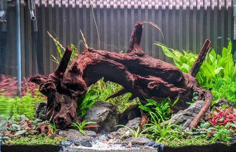 ANS Old Black Driftwood (Various size) - Image 11