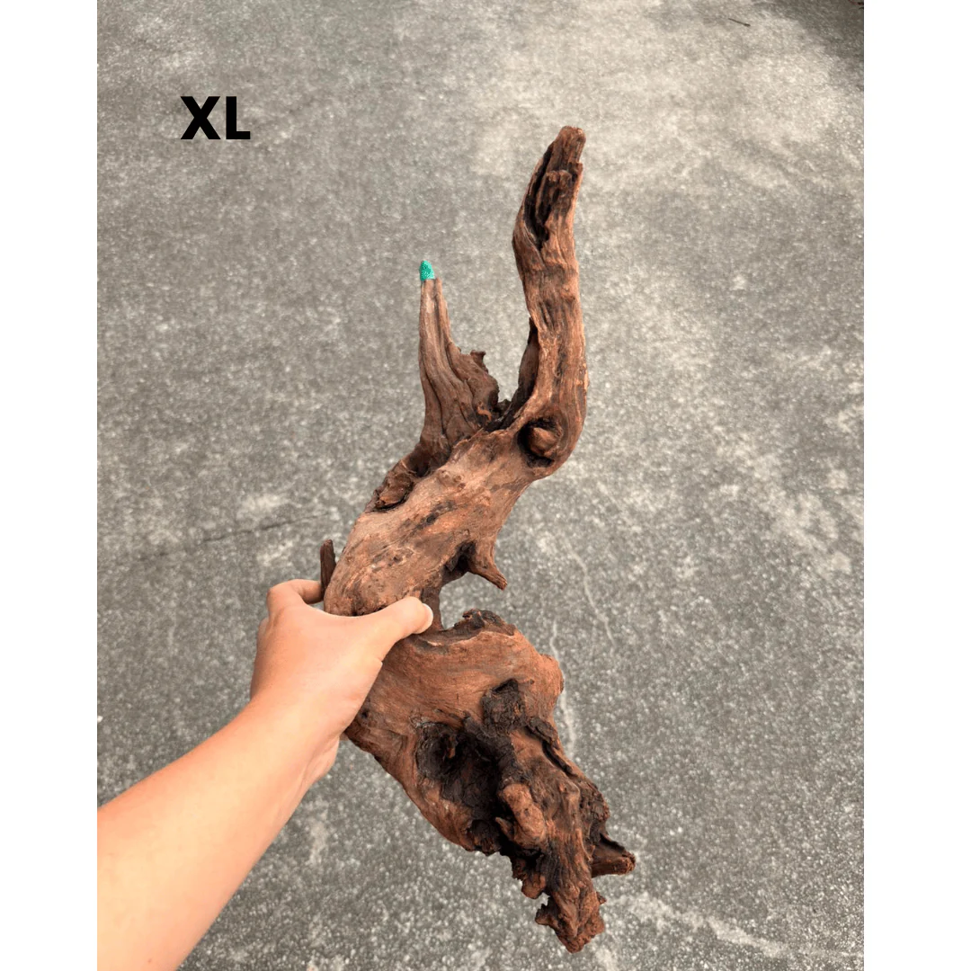 ANS Old Black Driftwood (Various size) - Image 6