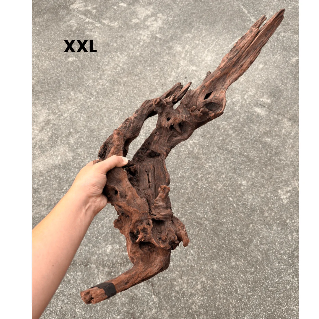 ANS Old Black Driftwood (Various size) - Image 7