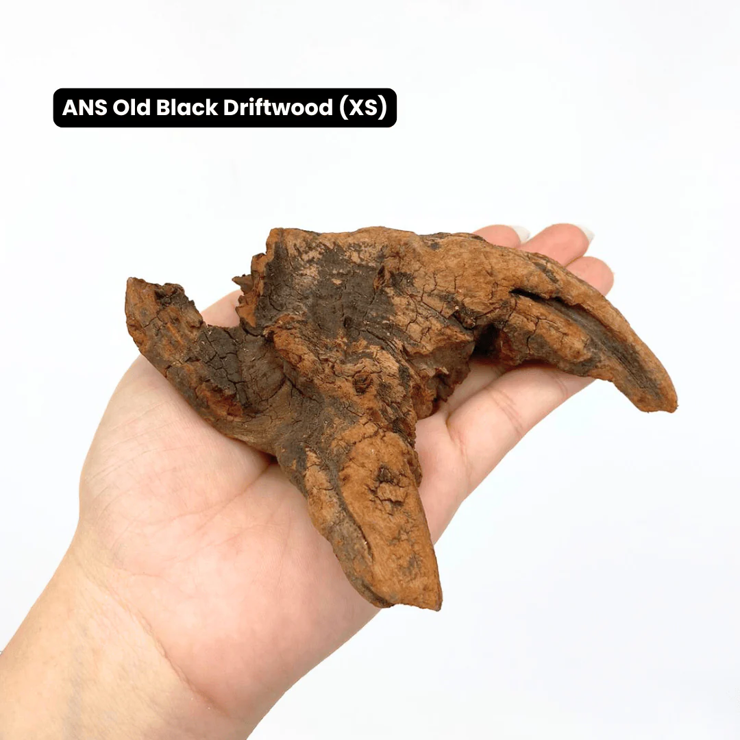 ANS Old Black Driftwood (Various size) - Image 9