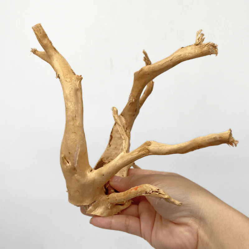 ANS Spider Wood Deco (Various size) - Image 5