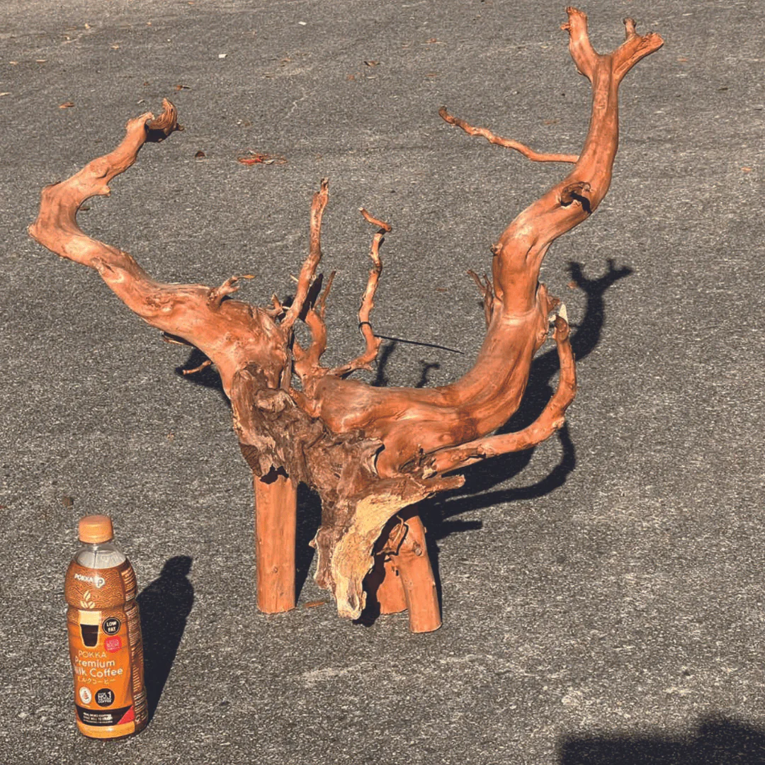 ANS Sumatra Driftwood (various size) - Image 10