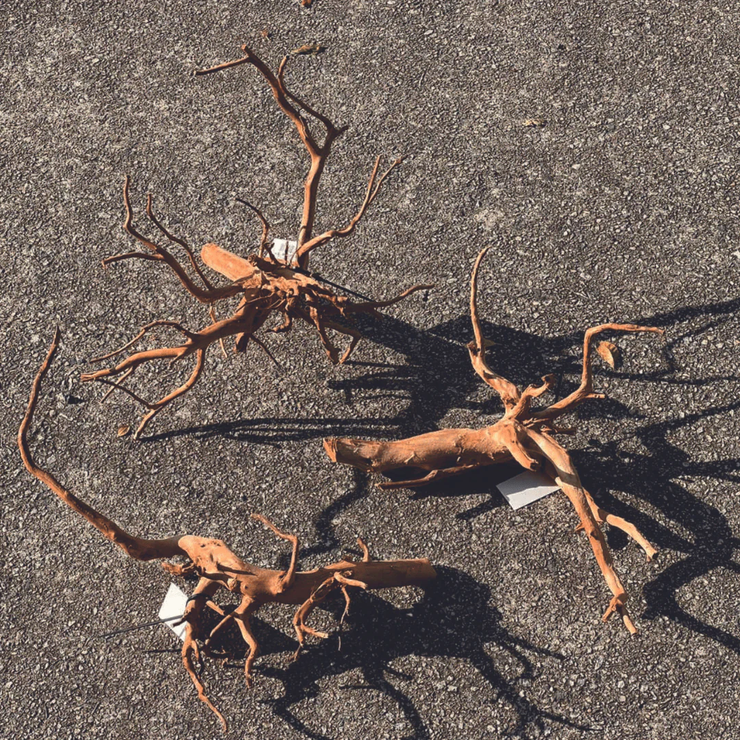 ANS Sumatra Driftwood (various size) - Image 5