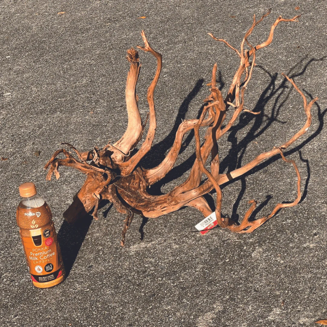 ANS Sumatra Driftwood (various size) - Image 8