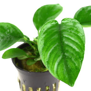 Tropica Anubias Barteri Var. Caladiifolia in Pot - Image 2