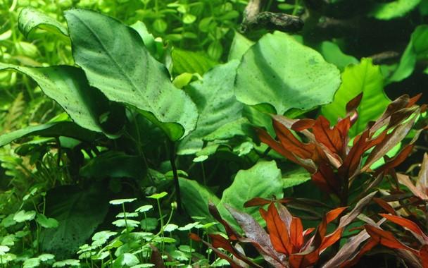 Tropica Anubias Barteri Var. Caladiifolia in Pot - Image 3