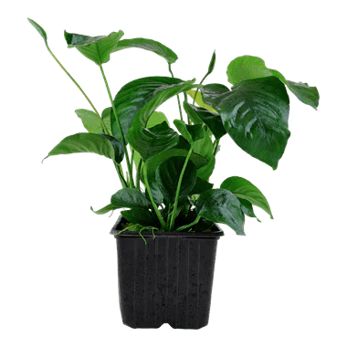 Tropica Anubias Barteri Var. Caladiifolia XL