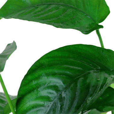 Tropica Anubias Barteri Var. Caladiifolia XL - Image 2