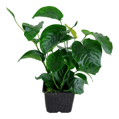 Tropica Anubias Barteri Var. Caladiifolia XL - Image 3