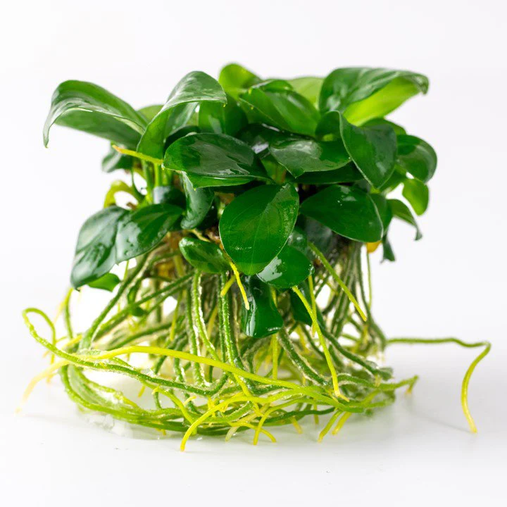 Tropica Anubias barteri nana 1-2-Grow! - Image 3