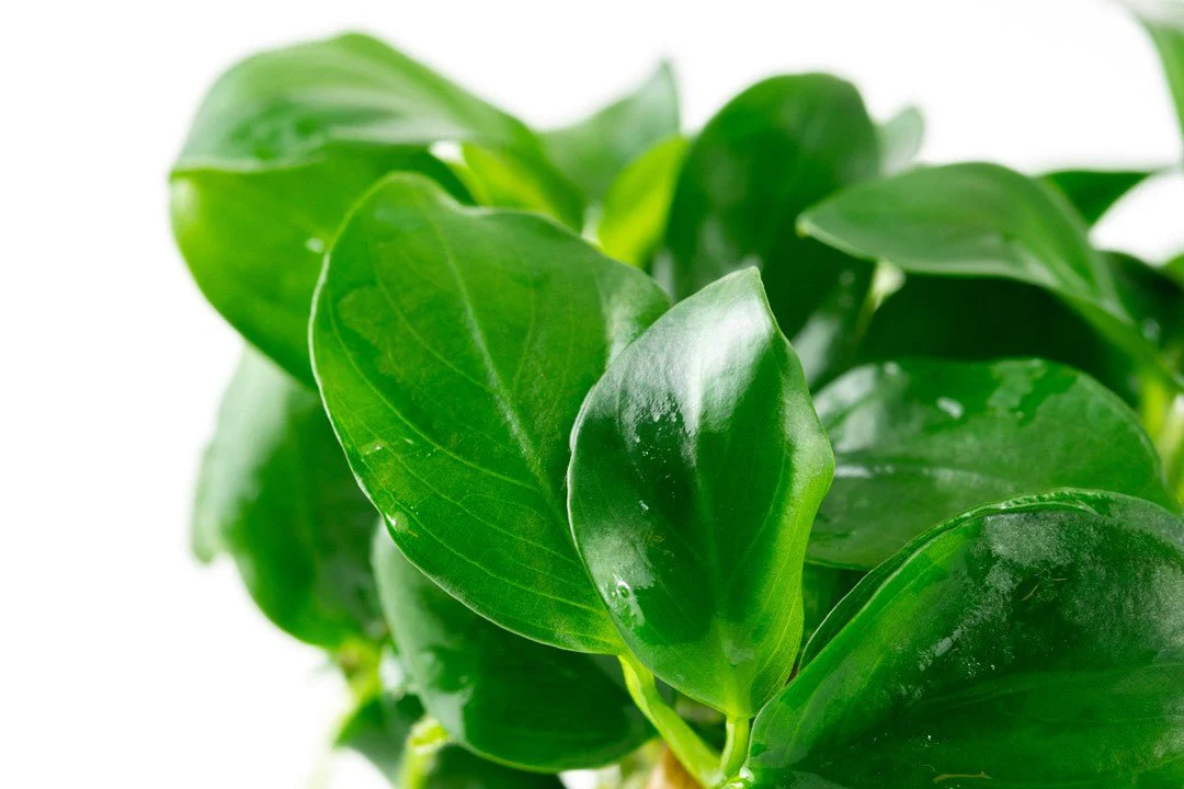 Tropica Anubias barteri nana 1-2-Grow! - Image 4