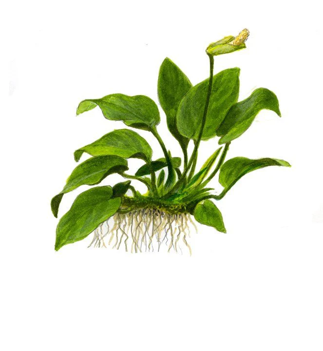 Tropica Anubias barteri nana 1-2-Grow! - Image 5