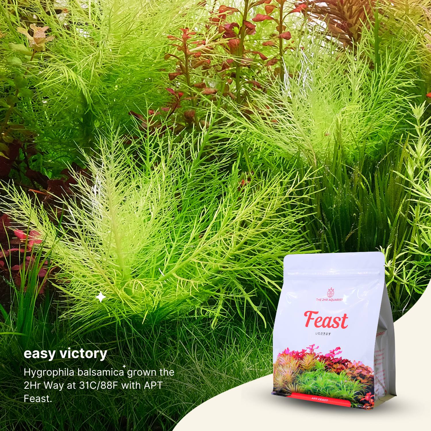 APT Feast - Image 3