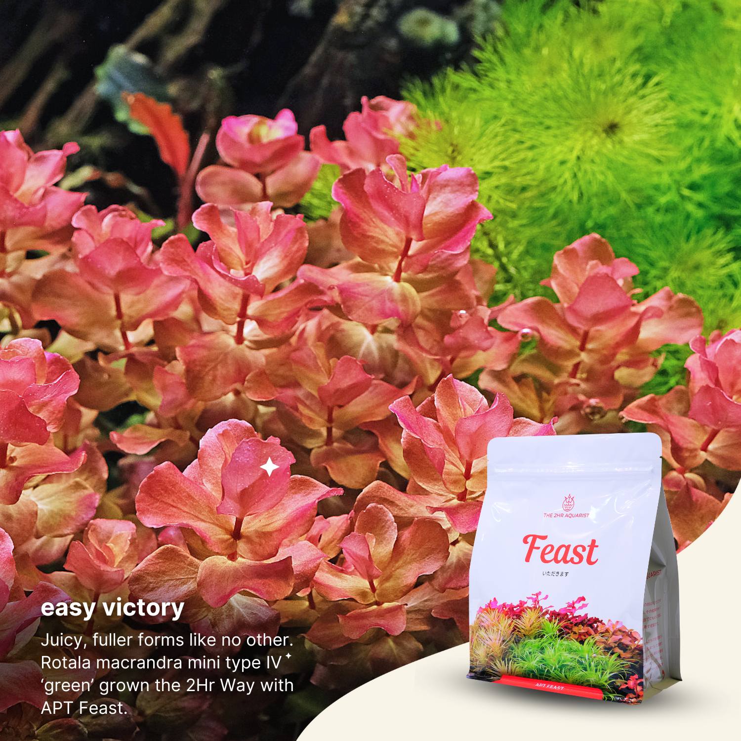 APT Feast - Image 5