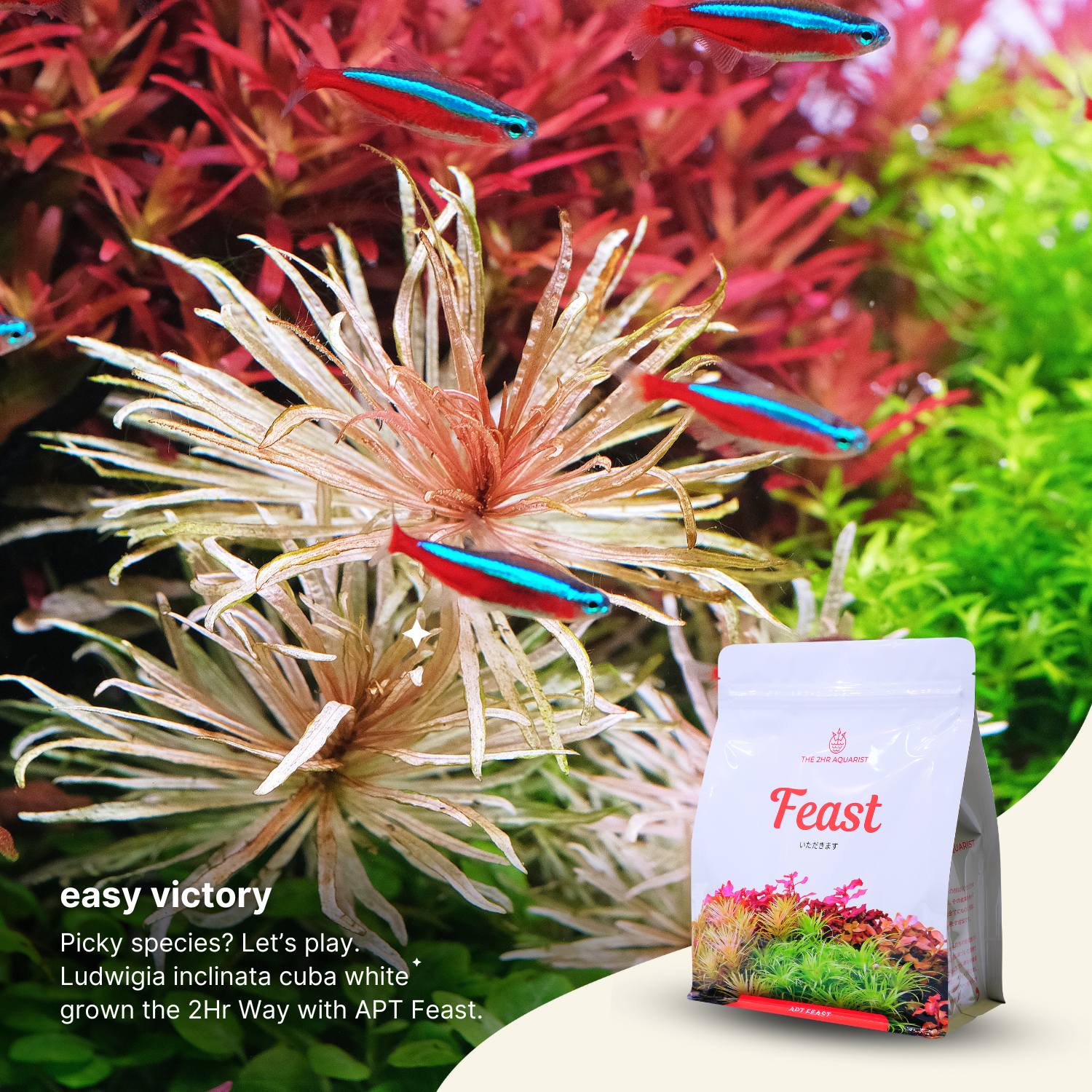 APT Feast - Image 6