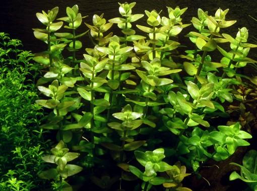 Tropica Bacopa Caroliniana 1-2 GROW! - Image 2