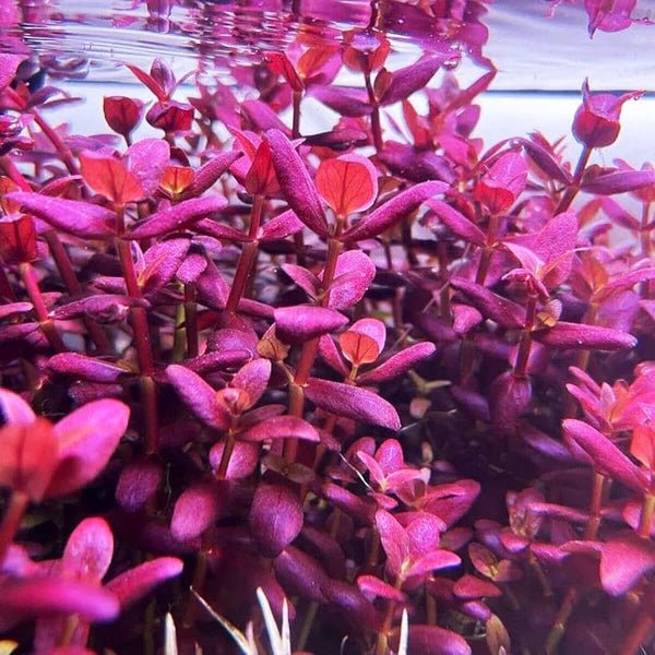 Bacopa Salzmannii 'Purple' (Pot/TC Cup) - Image 2