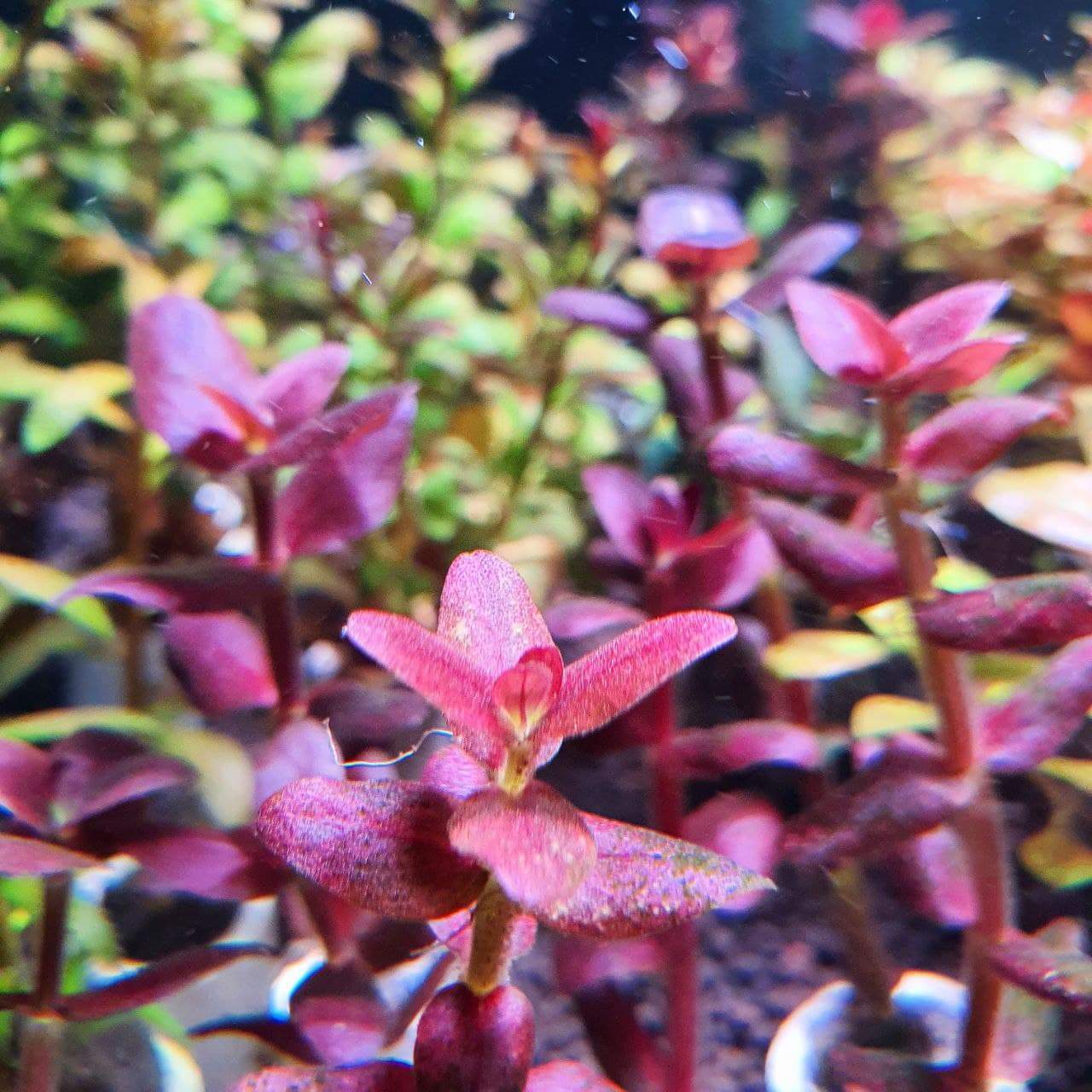 Bacopa Salzmannii 'Purple' (Pot/TC Cup) - Image 3