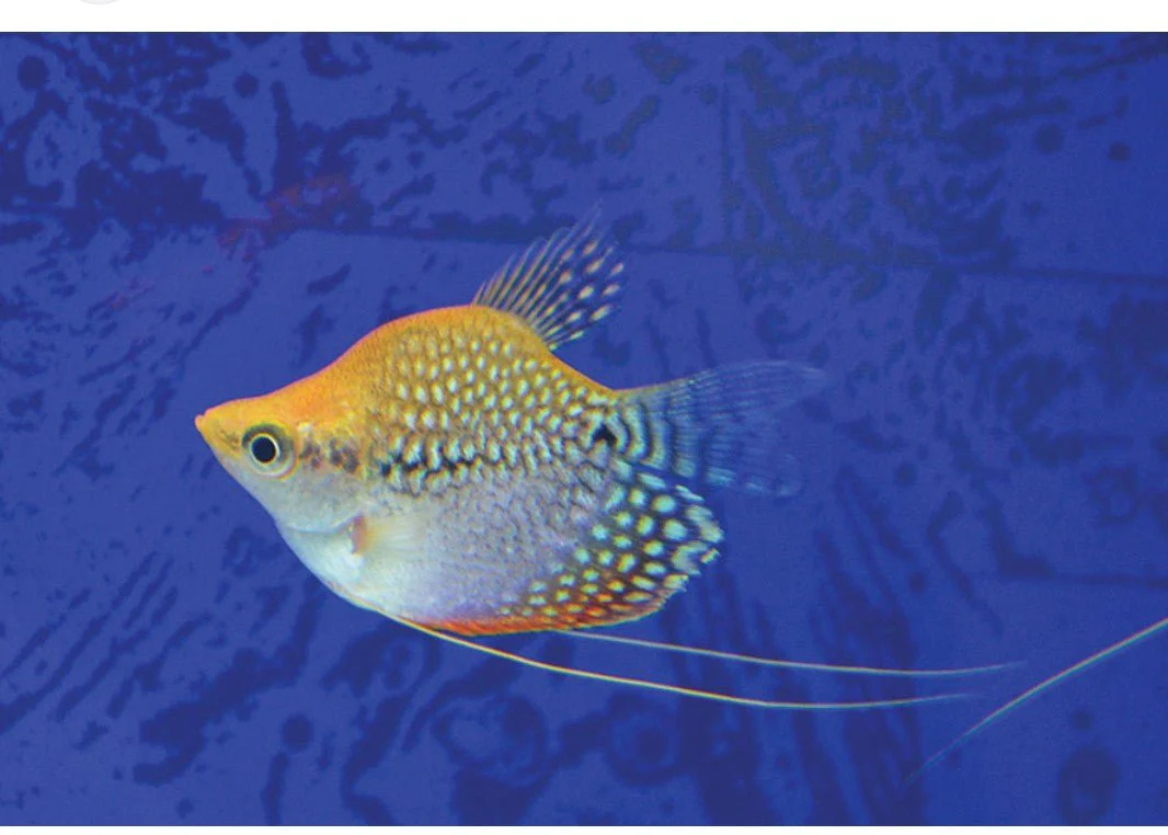 Balloon Gourami